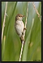 Kleine Karekiet, Eurasian Reed Warbler, Acrocephalus scirpaceus Location: Zwartsluis, the Netherlands kleine karekiet MG 4920 kopie